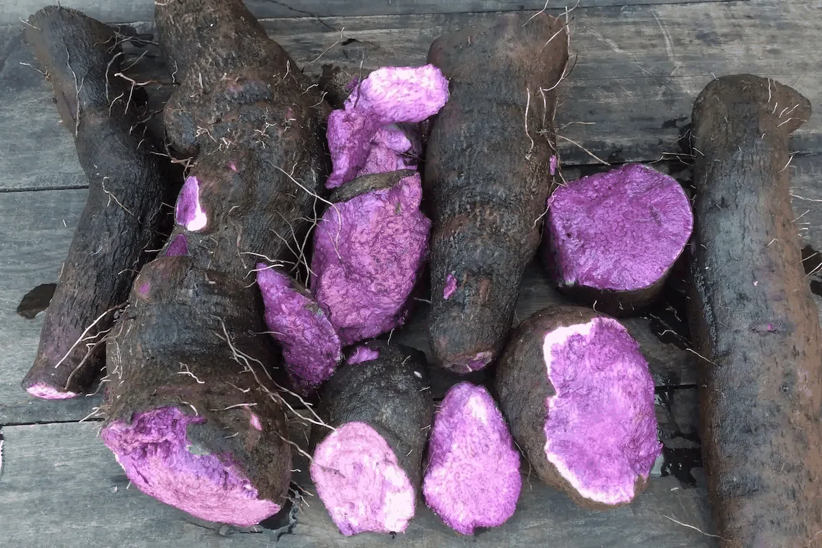 Wat is Ube? Complete Gids voor Paarse Yam